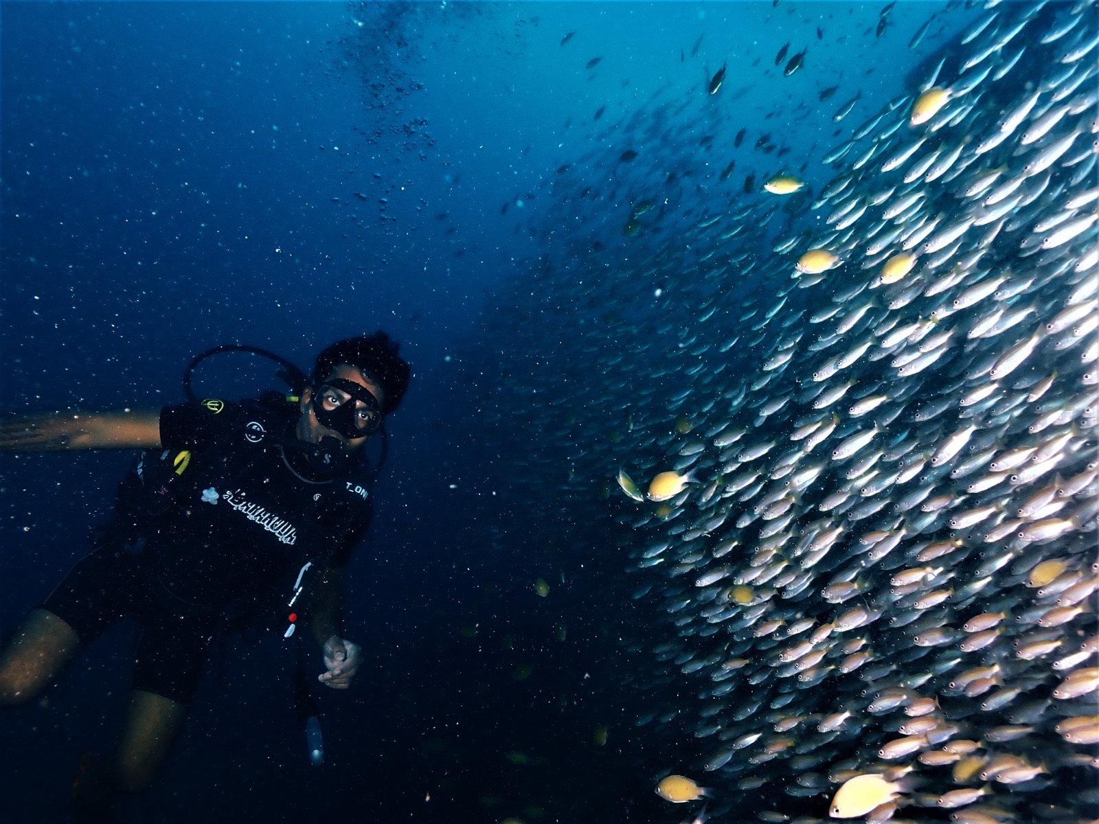 Coral reef at Koh Phi Phi