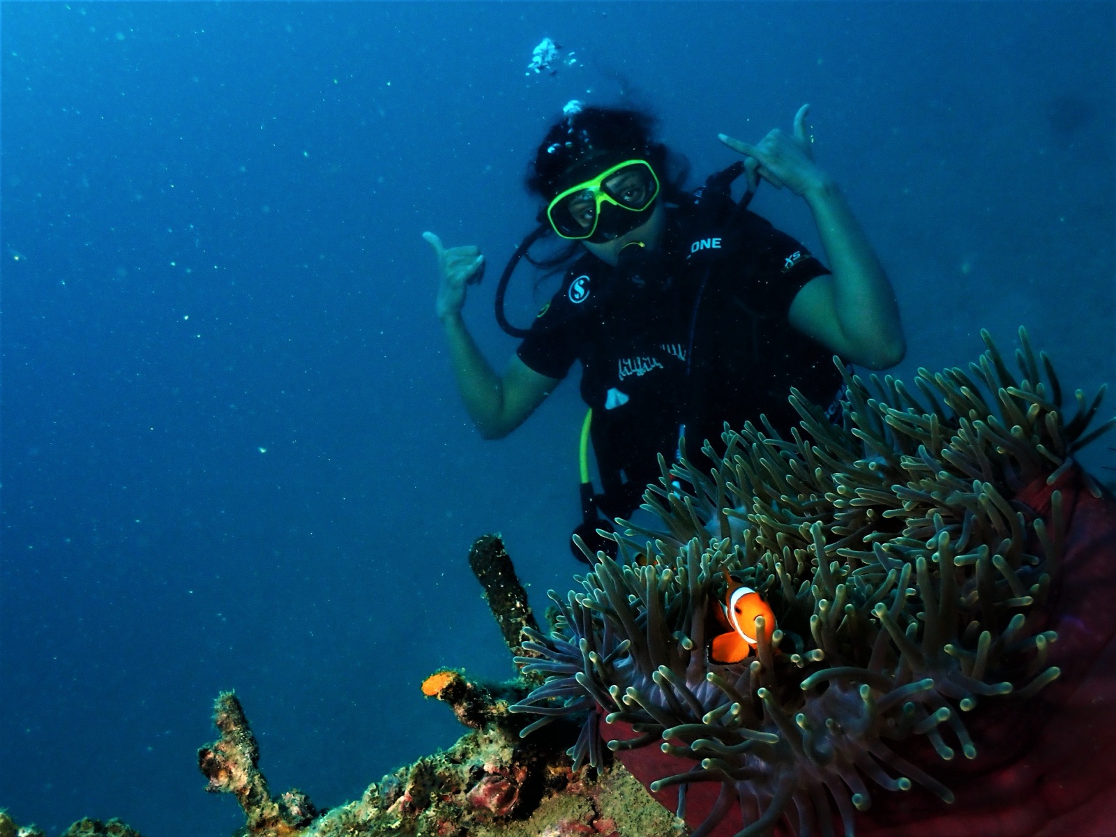 Underwater school of fish